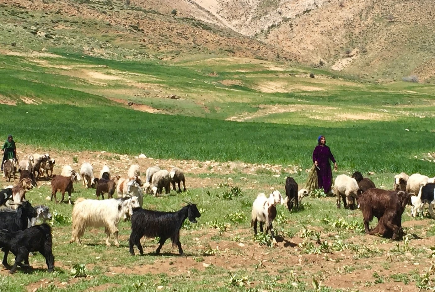 Female nomad and her sheep